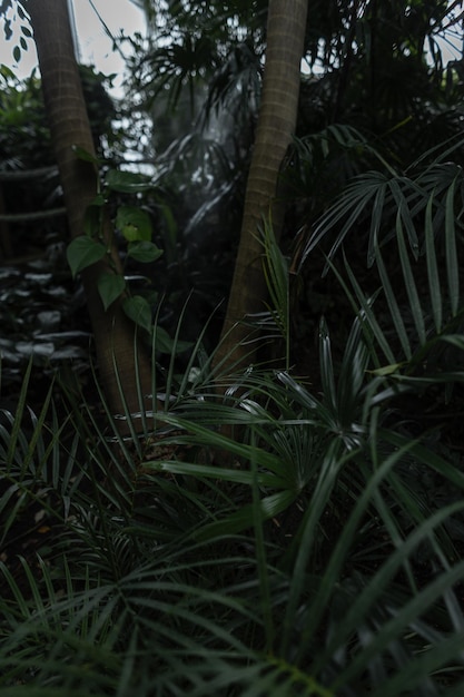 Groene tropische jungle met planten en palmbladeren
