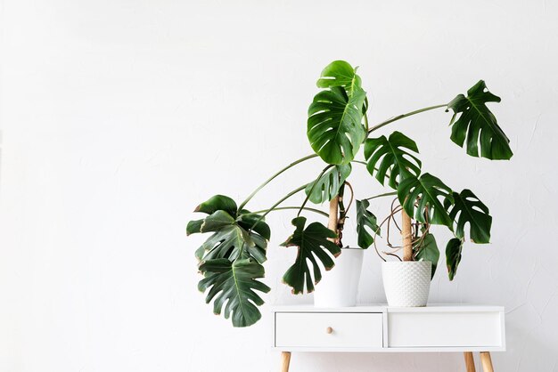 Groene tropische monstera planten op toilettafel in licht en luchtig interieur van de kamer