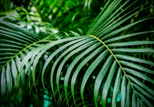 Groene tropische palmbladenachtergrond