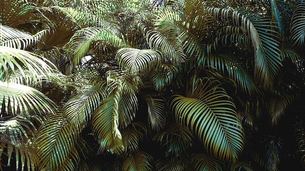 Groene tropische palmbladeren, bloemmotiefachtergrond, echte foto