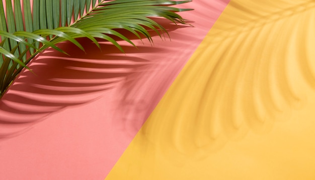 Groene tropische palmbladeren op kleurrijke achtergrond met zonlicht. minimale zomer creatieve plat lag.