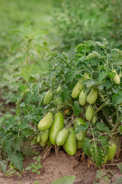 Groene trostomaten Groene onrijpe tomaten aan de struiken Tomaten Groene groenten aan de grond