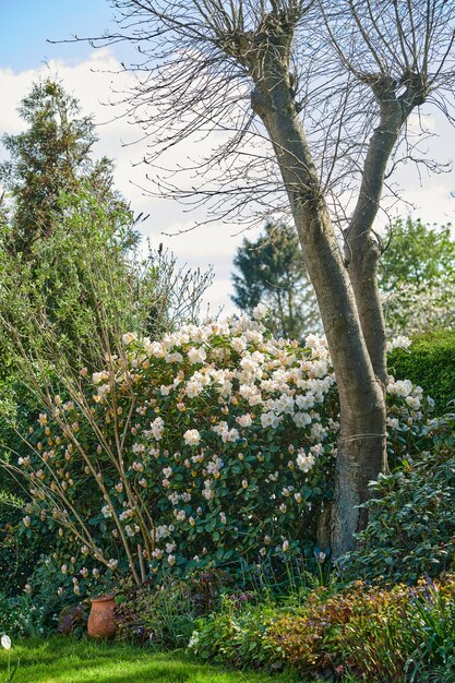 Groene tuin met kleurrijke bloemen die bloeien en bladloze bomen in de herfst tegen blauwe lucht Mooie gecultiveerde botanische tuin met perfecte landschapsarchitectuur Planten in een openbare natuuromgeving