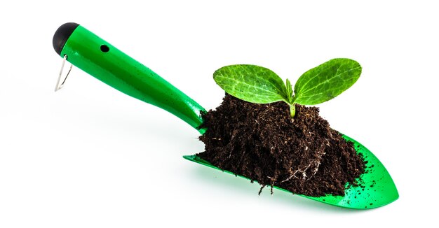 Groene tuin schop geïsoleerd op een witte achtergrond met jonge plant