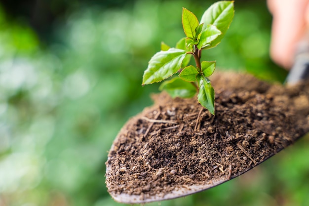 Groene tuinschop op de achtergrond van de vervaging van de natuur met jonge plant