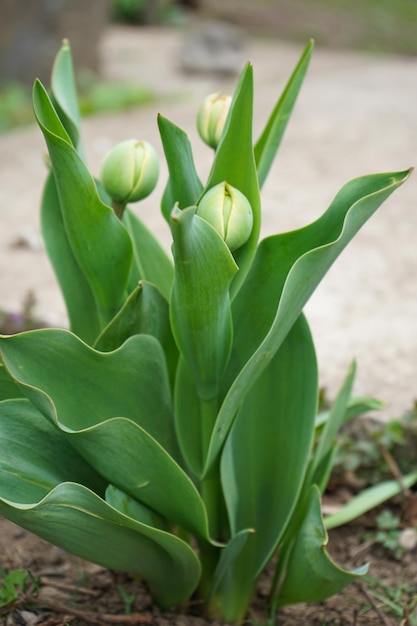 Groene tulpen met ongeopende knoppen in het vroege voorjaar Verticaal