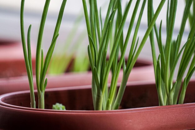 Groene ui in de keuken