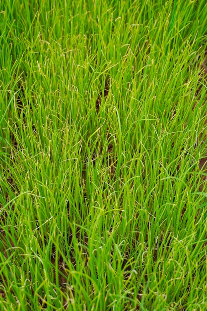 Groene ui landbouw veld in india.