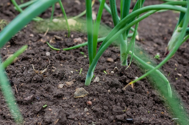 Groene uien groeien in de tuin Lentegroenten Biologisch voedsel Macro Verticaal