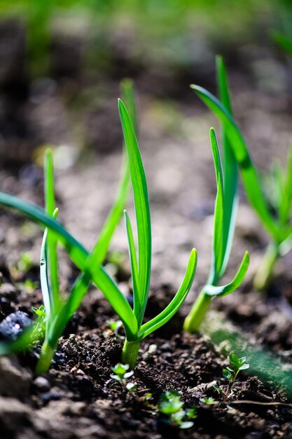 Foto groene uien groeien in de tuin