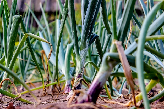 Groene uien in de grond