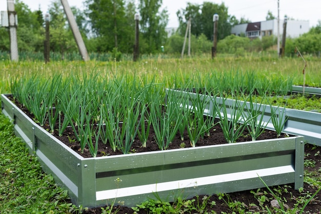 Groene uien in een metalen tuinbed in een dorpstuin