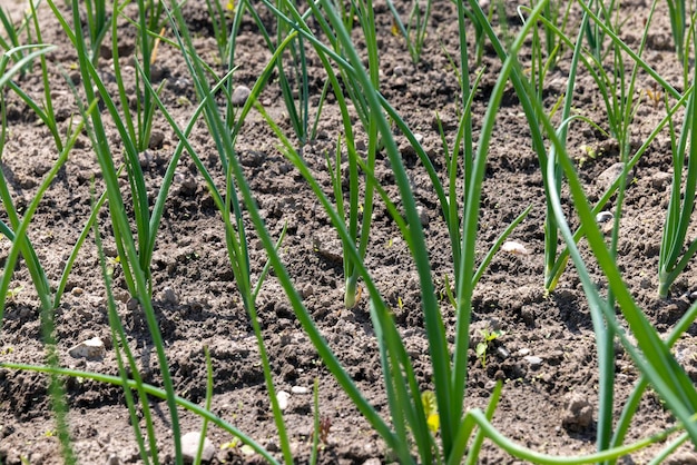 Groene uien kweken in het veld