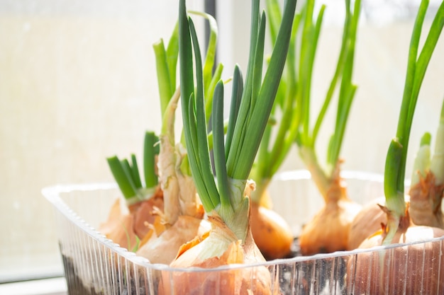 Groene uien ontkiemen in plastic verpakking. uien groeien in gerecyclede container.