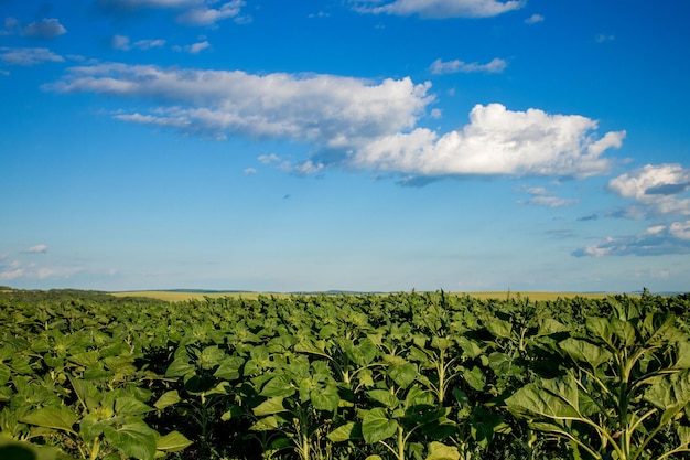 Groene unbloomed zonnebloemen op een zonnige dag met blauwe hemel Natuurlijk landschap Veld met zonnebloemen