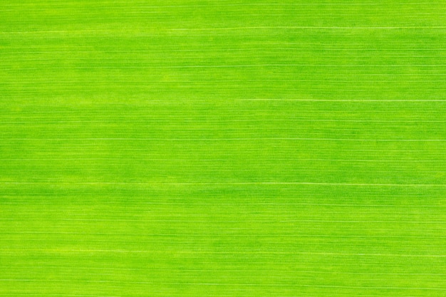 Groene van het banaanblad macroillustratie als achtergrond.