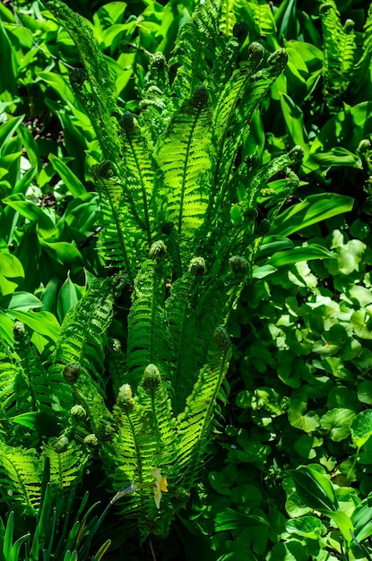 Groene varen in een bos