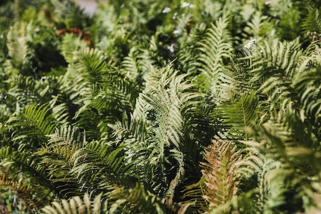 Groene Varen in een tuin