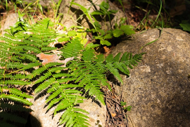 Groene varen op een steen in het bos op een zonnige zomerdag Natuurlijke achtergrond van vers gebladerte Blad laat planten groeien in een donker schaduwrijk bos Ondiepe scherptediepte