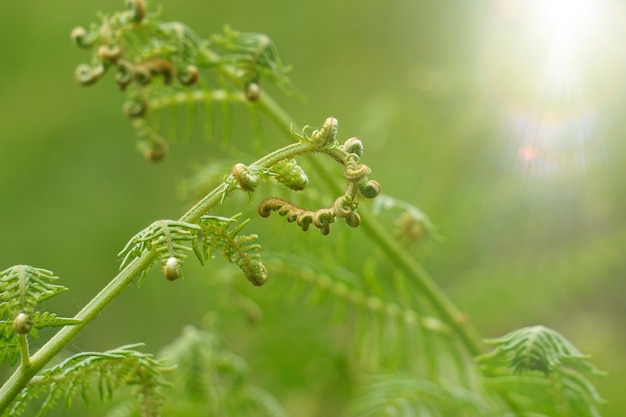 groene varen plant blad getextureerde in de natuur