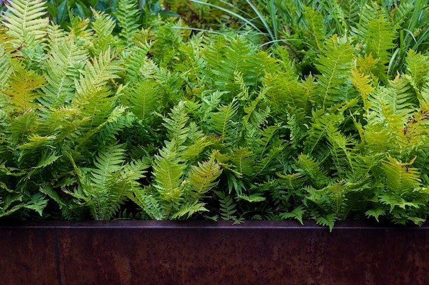 groene varenachtergrond in de tuin