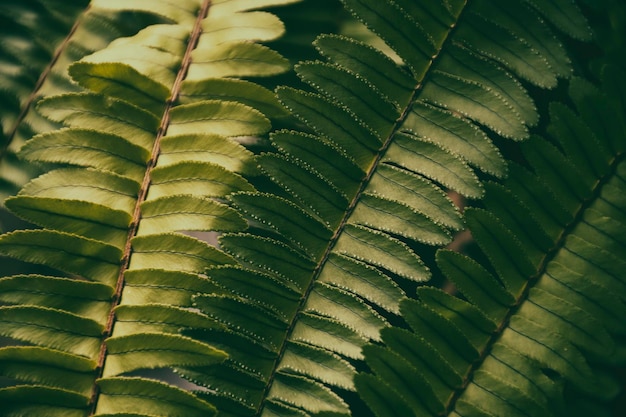 Groene varenblad donkere natuur achtergrond