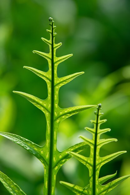 Groene varenblad takken met focus