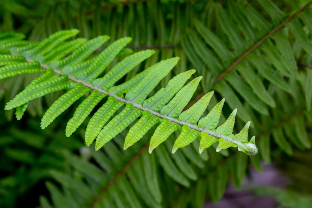 Groene varenblad textuur.