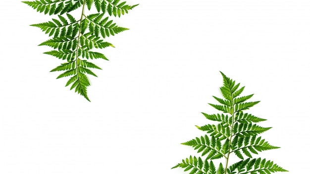 Groene varenbladeren die op witte achtergrond worden geïsoleerd