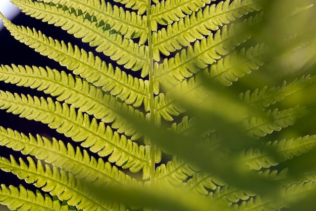 Groene varenbladeren in de zomer close-up