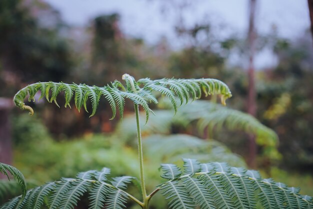 Groene varenbladeren in het bos