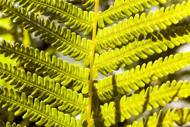 Foto groene varenbladeren in zonlicht, varenplant in het bos in de zomer