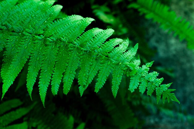 Groene varenbladeren met close-up van waterdalingen