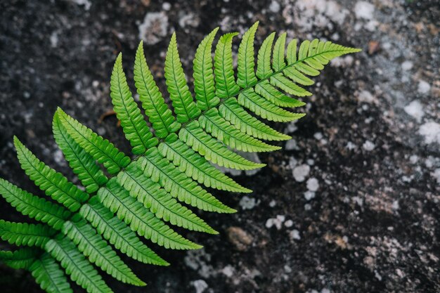 Groene varenbladeren op tuinachtergrond.