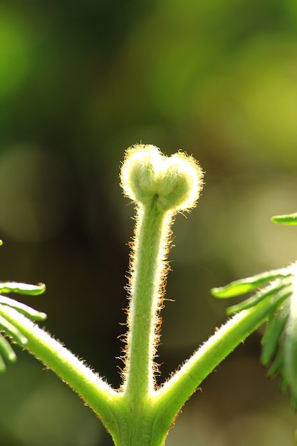 Foto groene varenbladeren