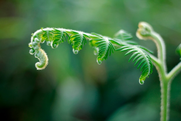 Groene varenbladeren