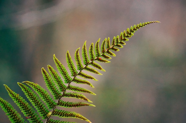 groene varenplant