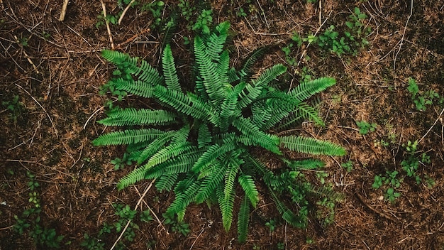 Groene varenstruik in het wilde bos