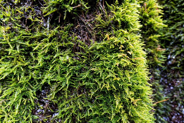 Groene vegetatie op natte steen Mos textuur achtergrond met kopie ruimte