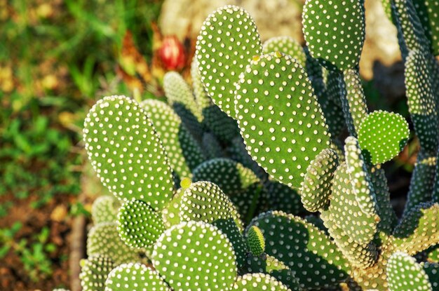 Groene vegetatieve cactus met stekels