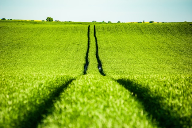 Groene veld landbouw tarwe op zomer