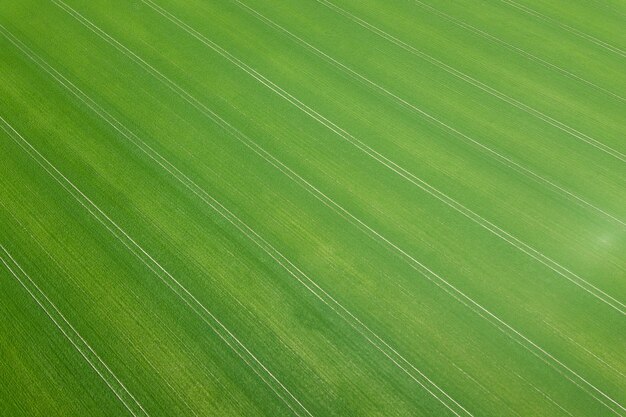 Groene veld lente seizoen. Luchtfoto. Tarwe.