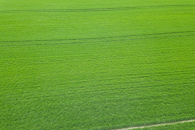 Groene veld lente seizoen. Luchtfoto. Tarwe.