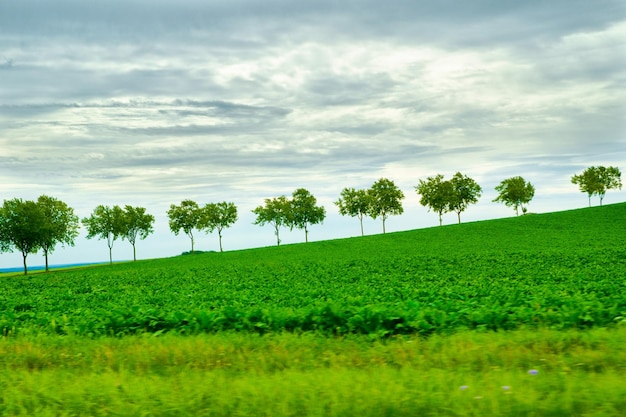 groene veld