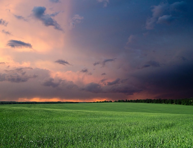 groene veld