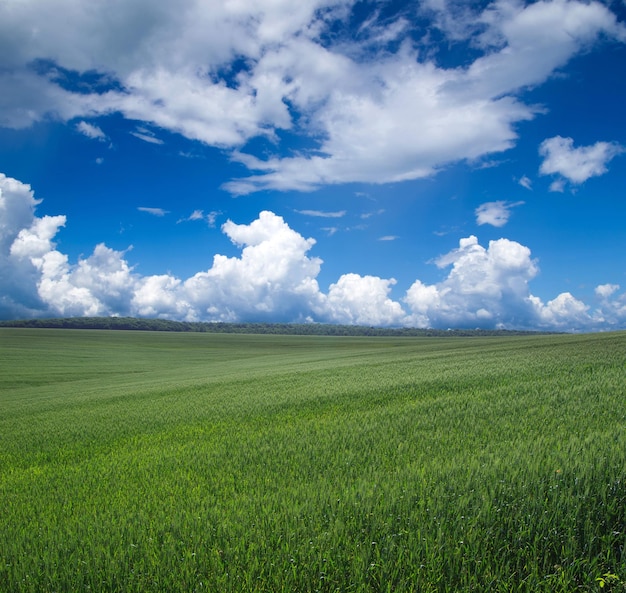 groene veld