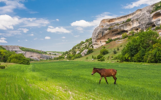 Groene veldbergen en paarden