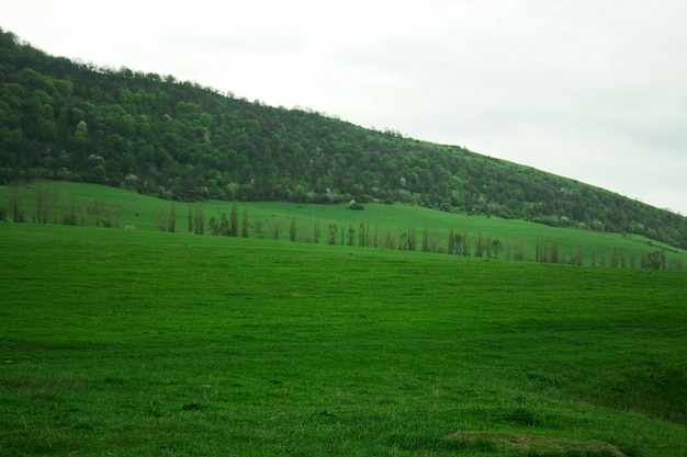 Groene velden en bos op een heuvel gedurende de dag