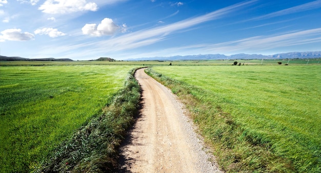 Groene velden en weg