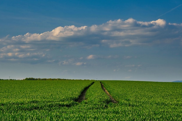 Groene velden van jonge tarwe op een veer